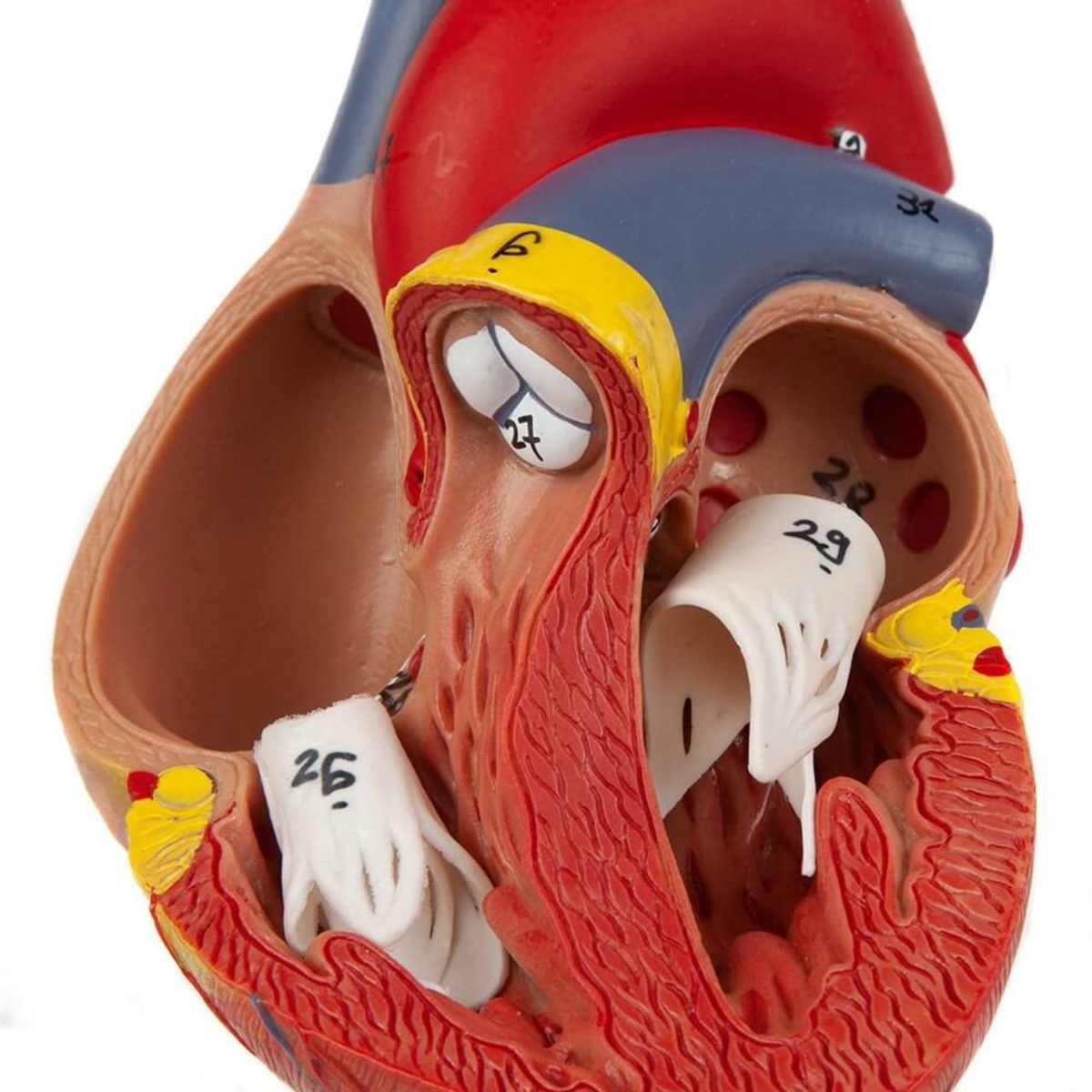 Human Heart Model